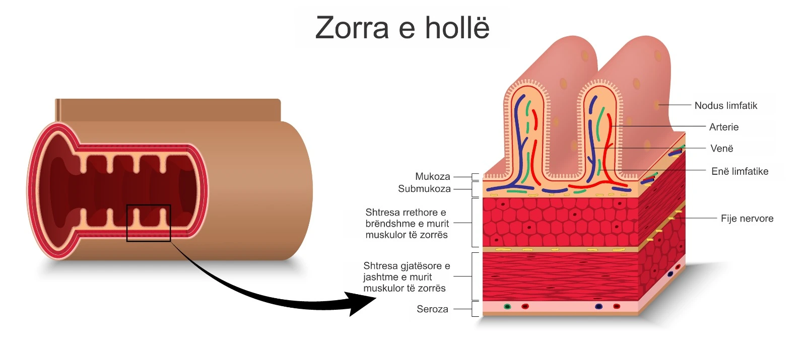  Diagram i zorrës së hollë me vile, shtresa të murit dhe enë gjaku/limfatike.